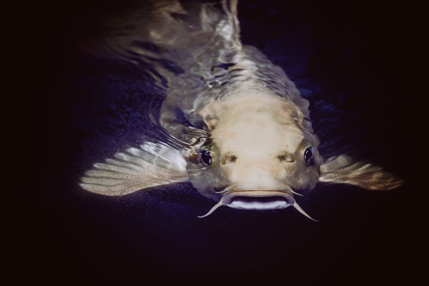 Photo of a catfish partially submerged in water.