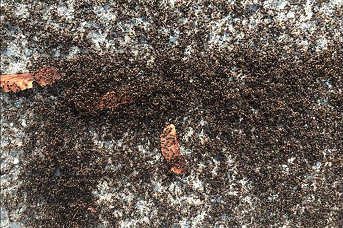 B.C. woman photographs massive ant swarm on Abbotsford driveway