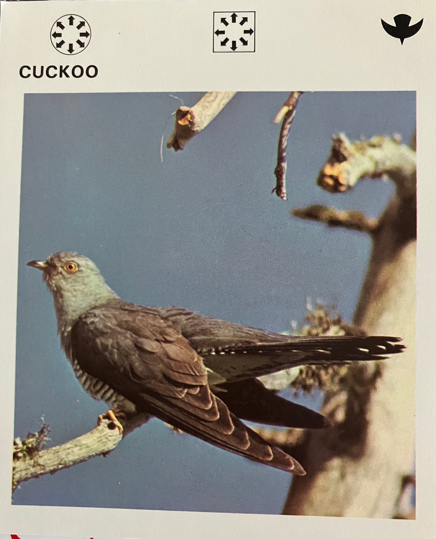 Wildlife card featuring cuckoo bird