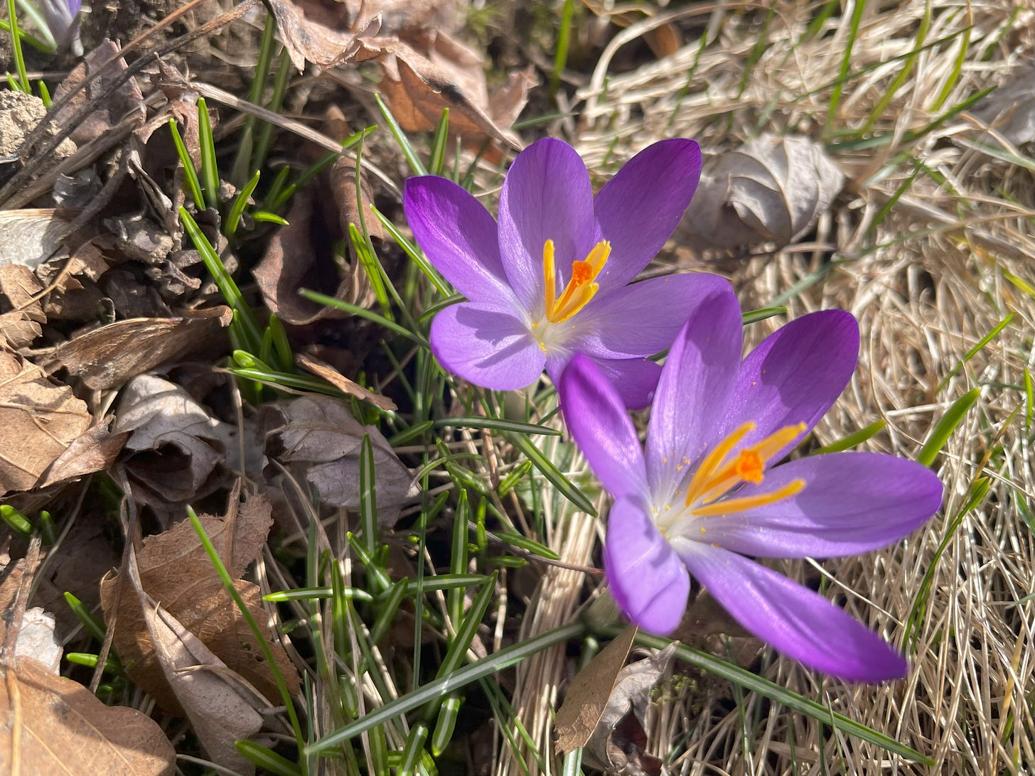 Purple crocus surrounded by dry brown leaves