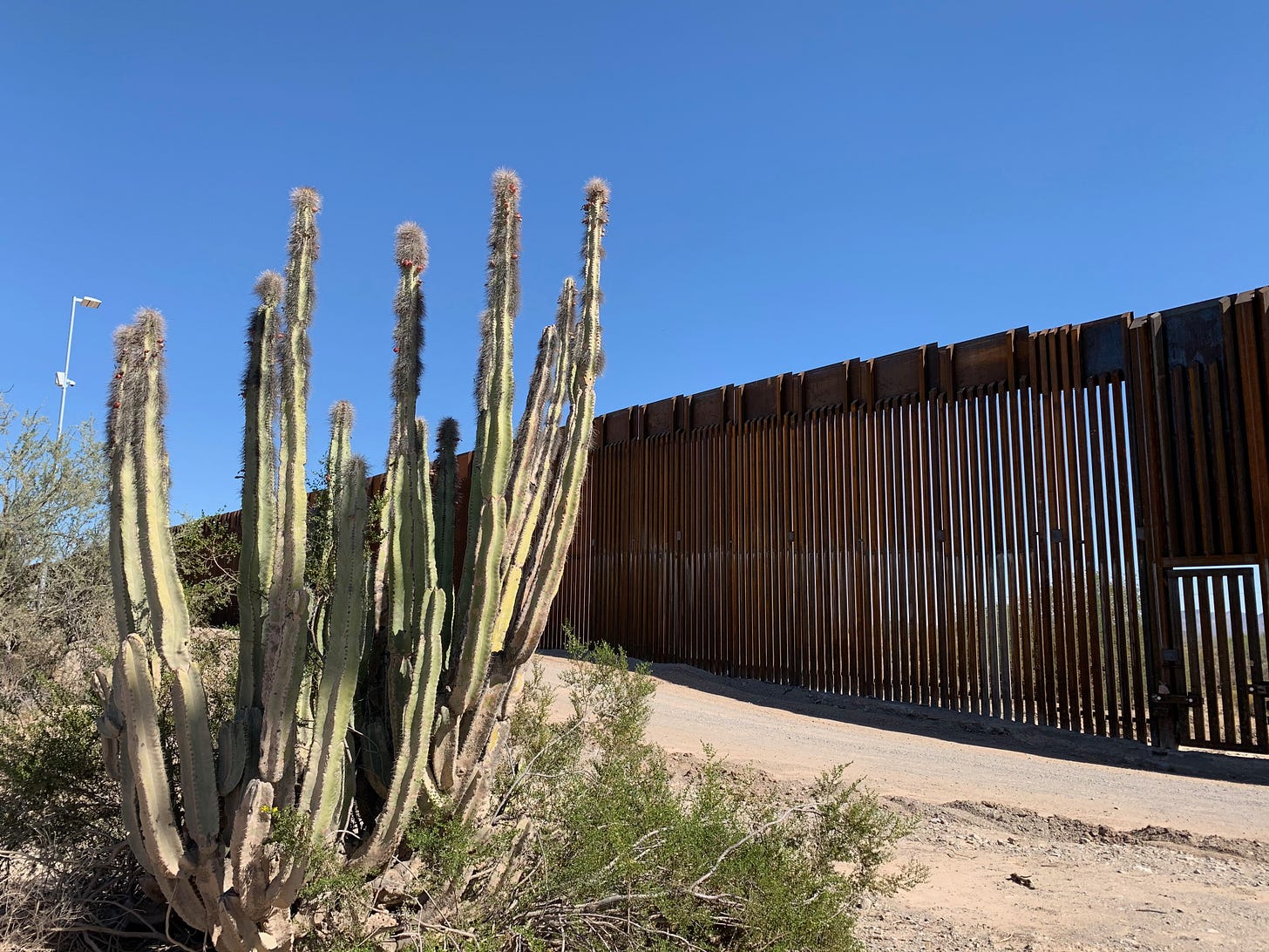 a clump of senita cactus with about 15 stems, each topped with gray hairy tufts, with an ugly and wildlife-killing fence in the middle background