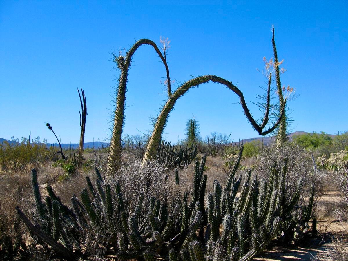 Boojum trees in Baja, California