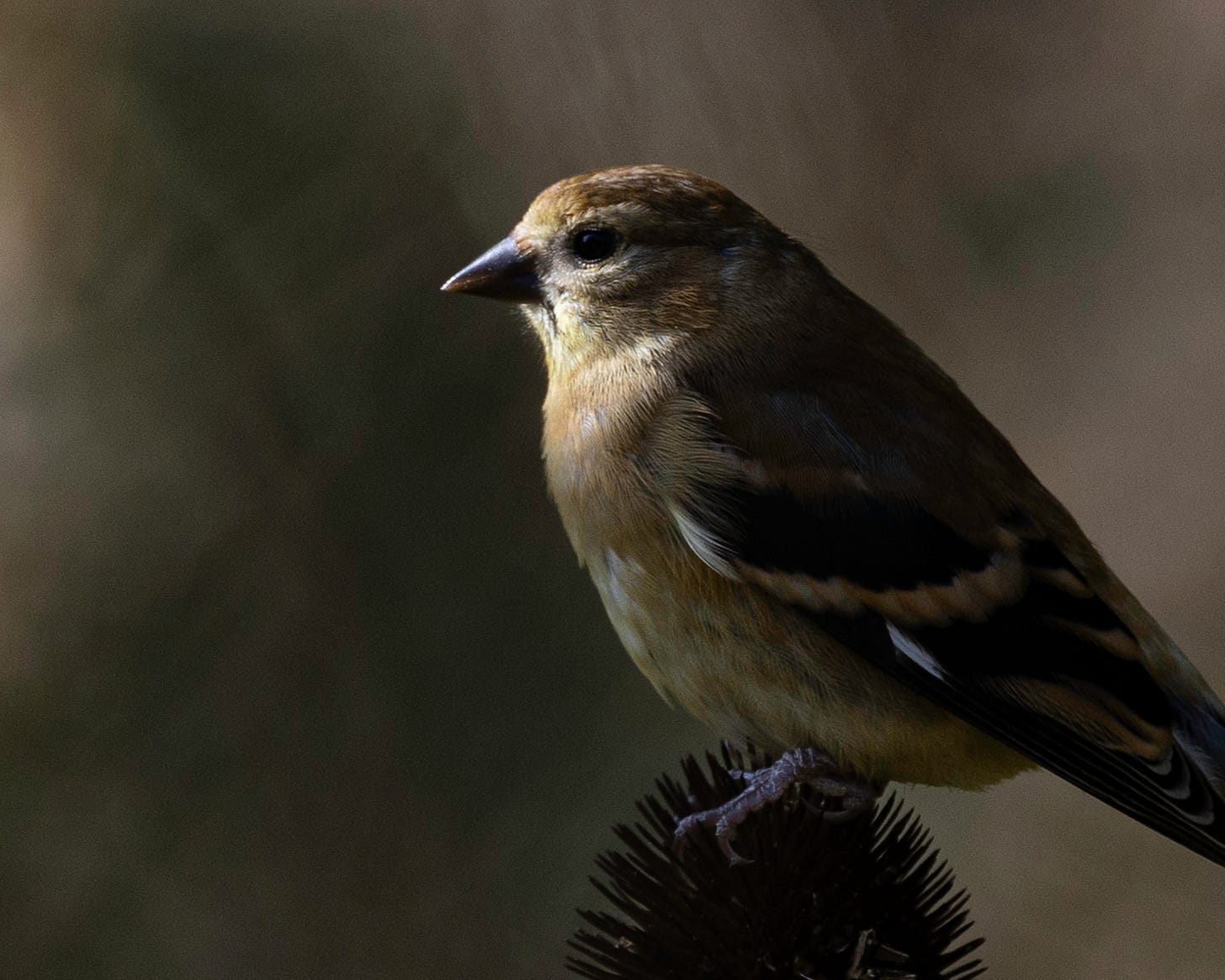 A goldfinch is perched on top of a coneflower seedhead. The bird is lit from the front by a soft light, but the remainder of the bird is in shadow.