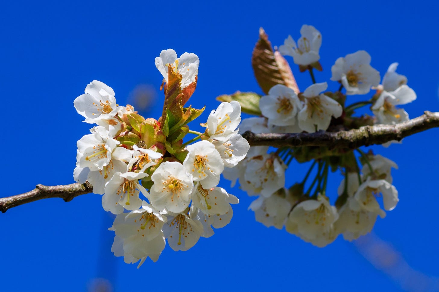 Gean (wild cherry) blossom on a brilliant April day © Felicity Martin