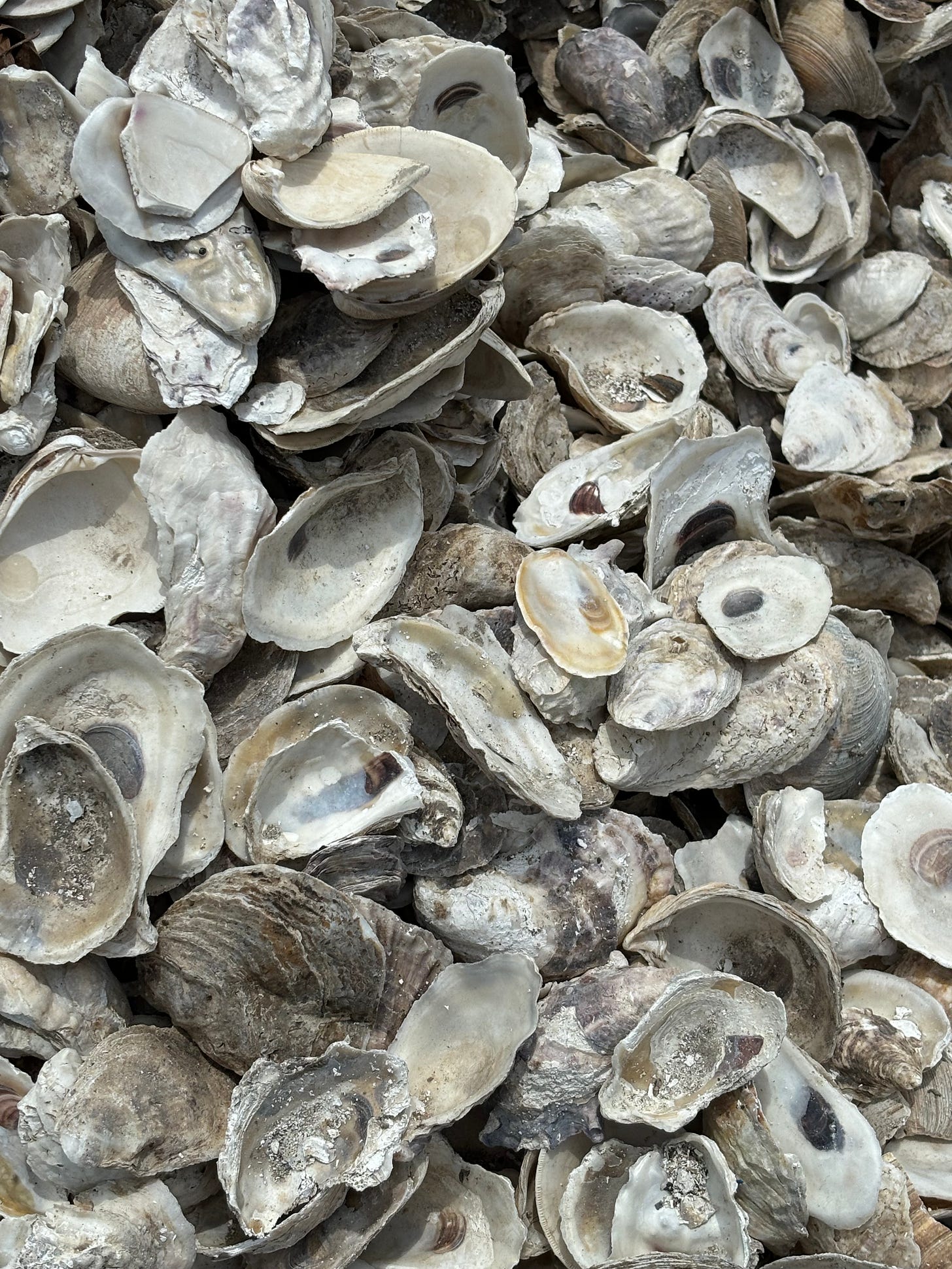 A close-up on the shells of a midden on Governors Island. Some are broken, some have intricate striated patterns, all are shining in the sunlight.