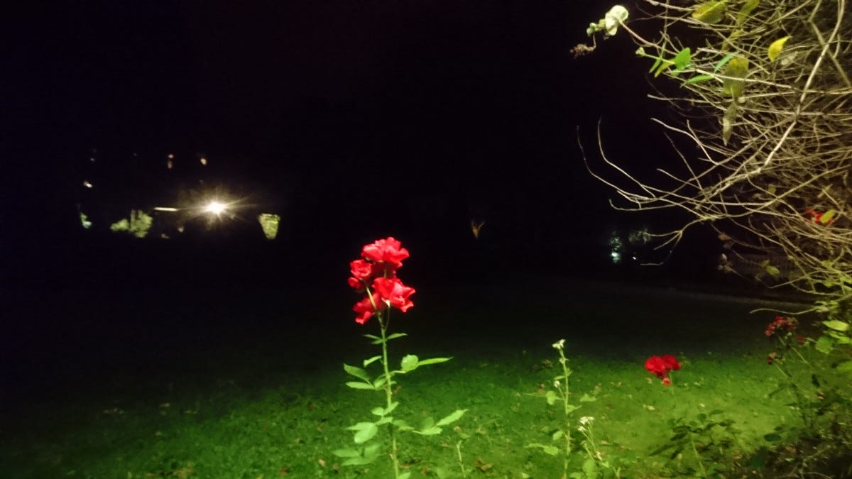 red roses lit up by the lamps of a rose garden at night, the red and green contrasted by the blackness of the night