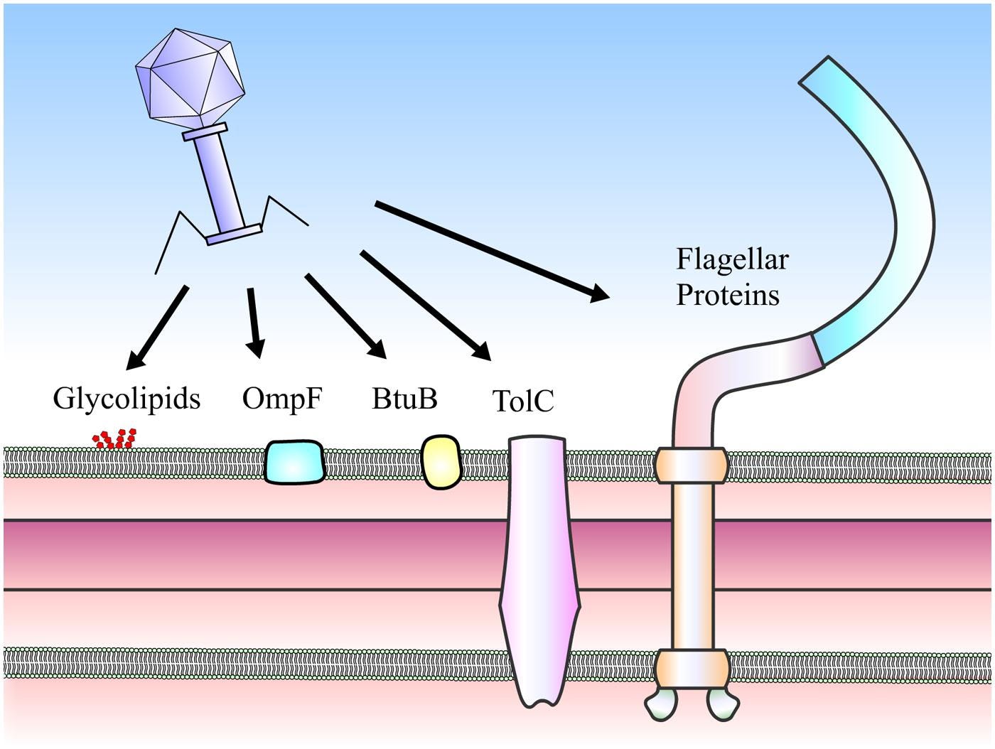 Frontiers | Phage–host interplay: examples from tailed phages and Gram-negative  bacterial pathogens