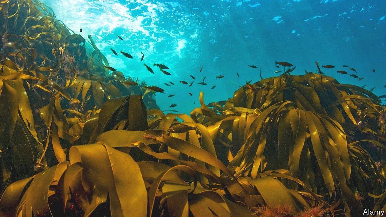 E45PBH Kelp (Laminaria sp) with shoal of small fish, Channel Isles, UK, June