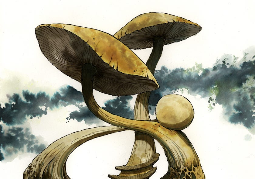 Mushroom Magick: A Visionary Field Guide. on Behance