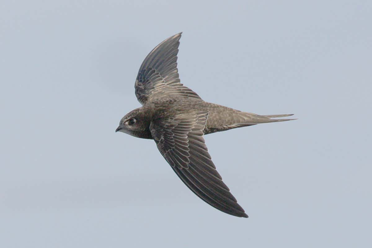 Swifts break record by staying aloft for 10 months at a time | New Scientist