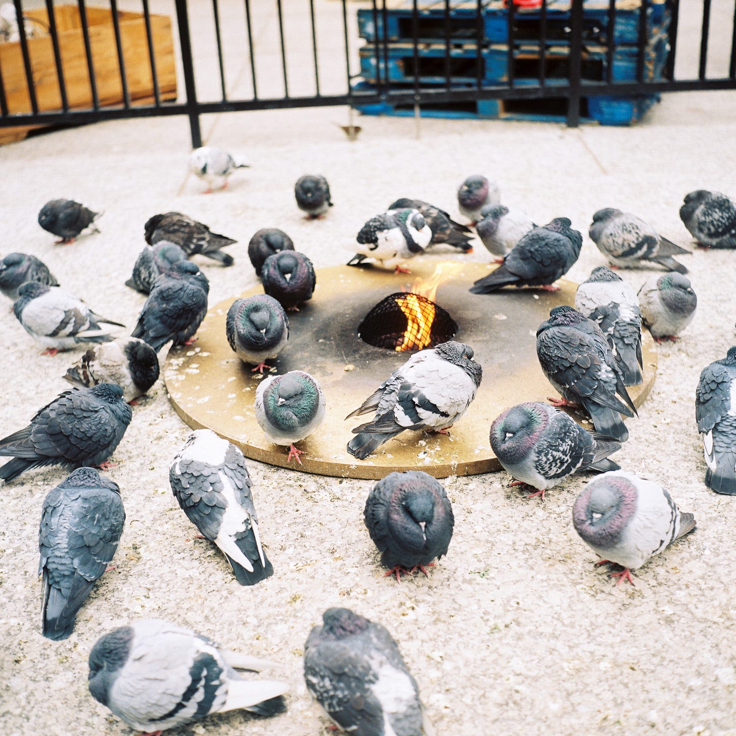 Photo of pigeons huddling around a flame