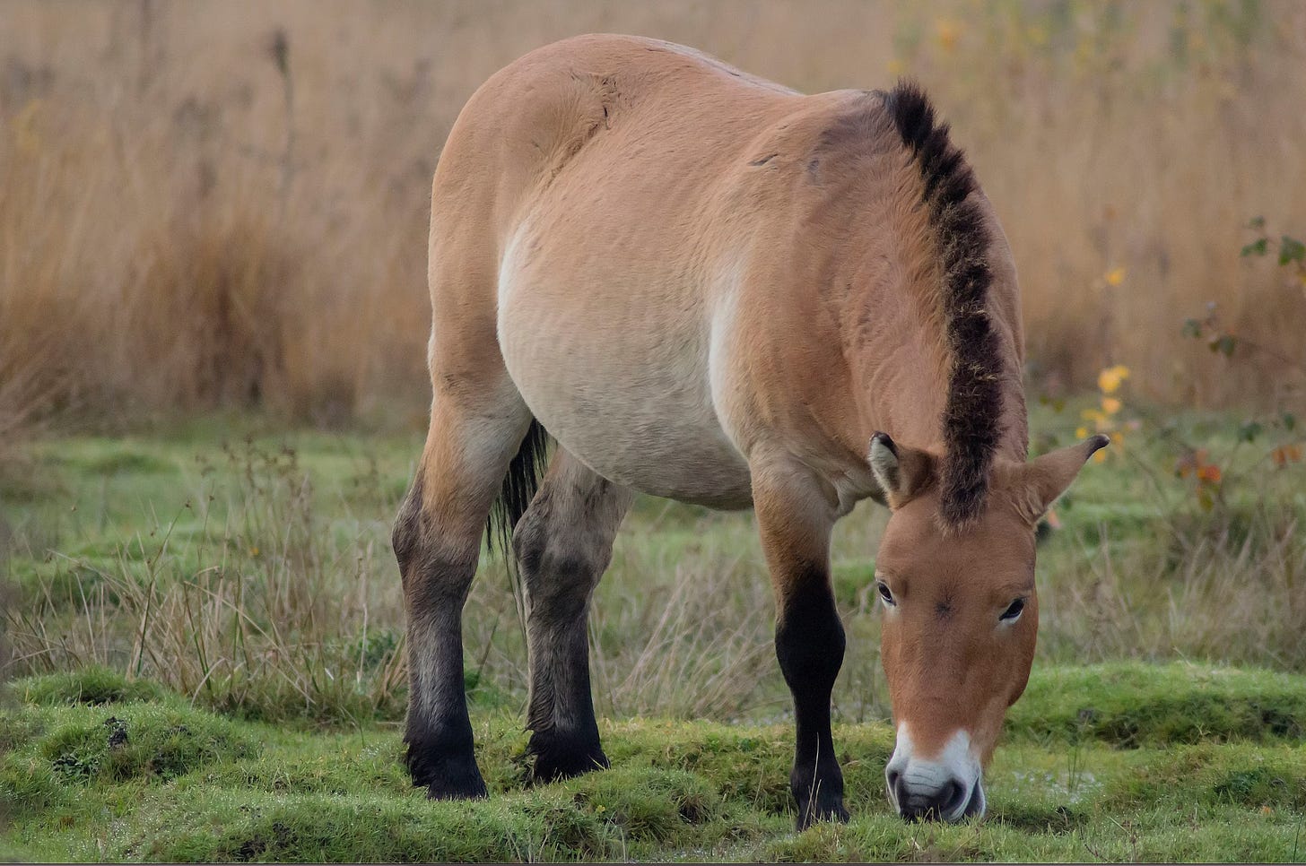 The Przewalski's Horse, Image courtesy of National Geographic