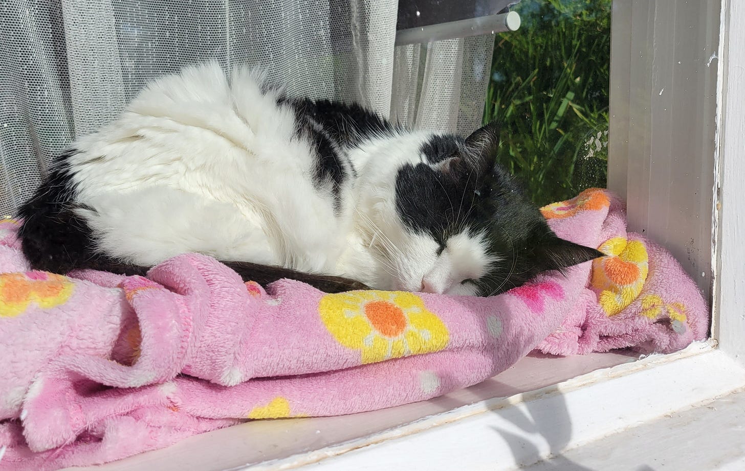 black and white cat rests in a sunbeam on a windowsill