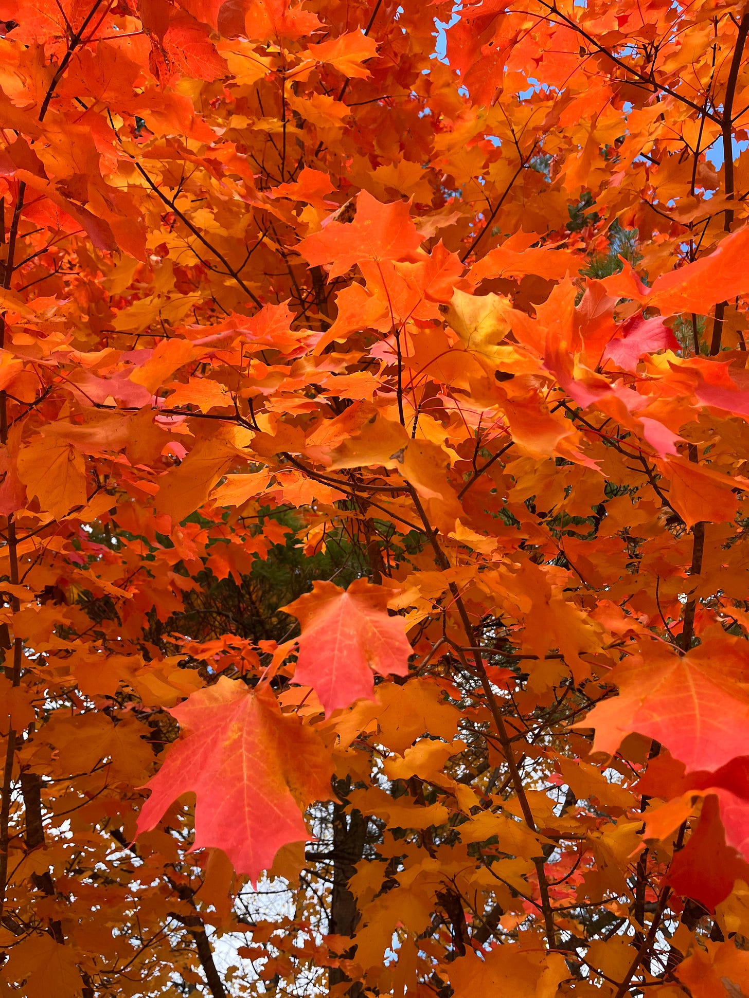 A photo of a maple tree's red leaves in the fall.