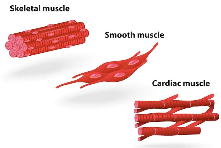 Muscle structure – muscle under the microscope — Science Learning Hub