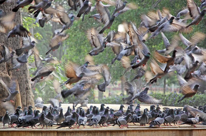 Flocks of Pigeons in Flight and Standing Stock Photo - Image of birds ...
