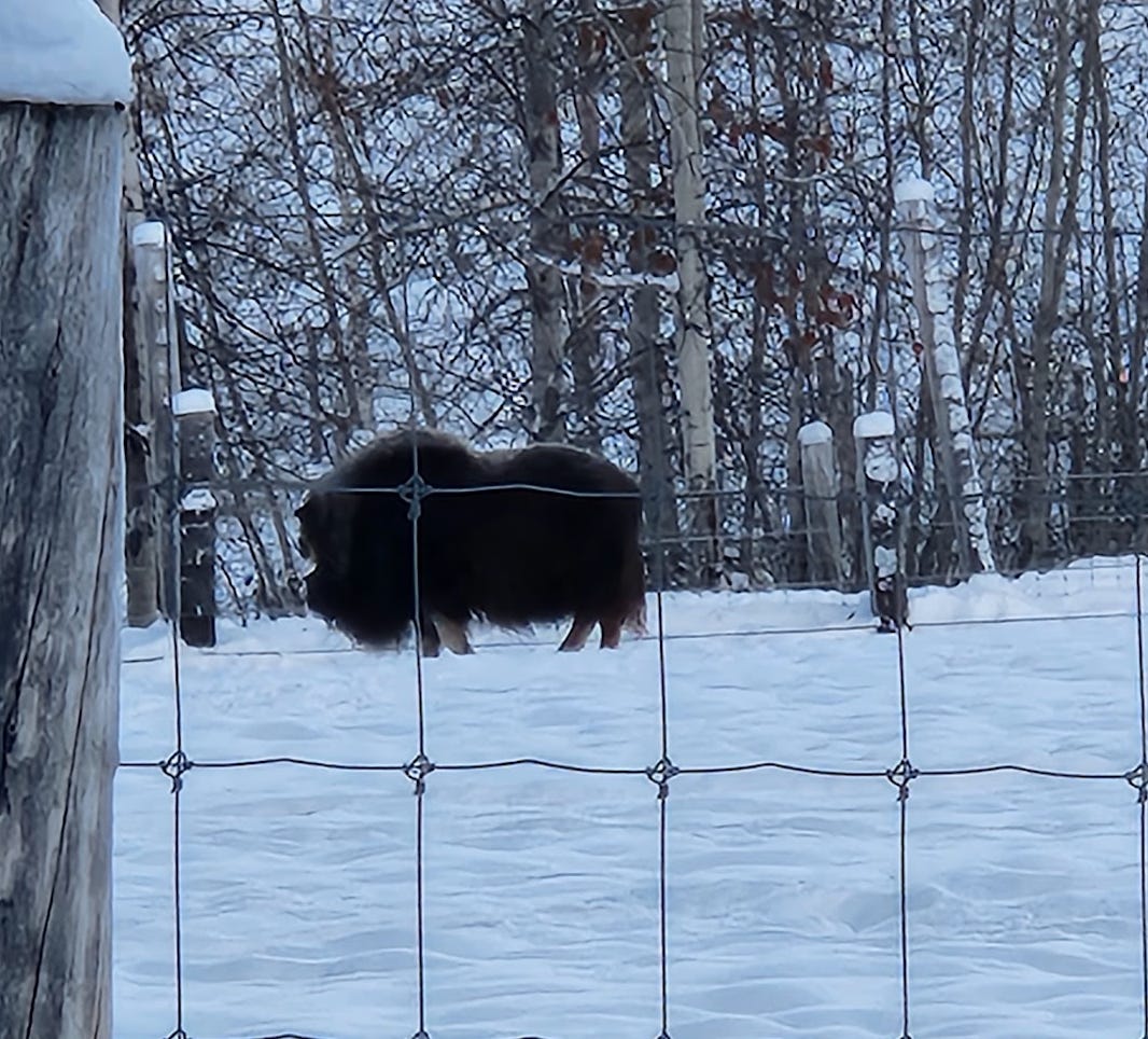 muskox behind a fence in a snowy field