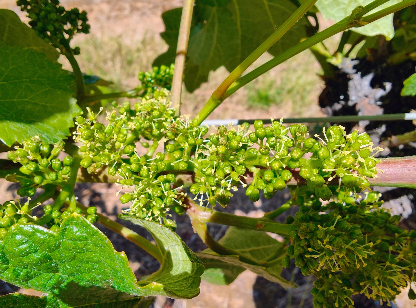 Pinot Noir flowers, mid-June.