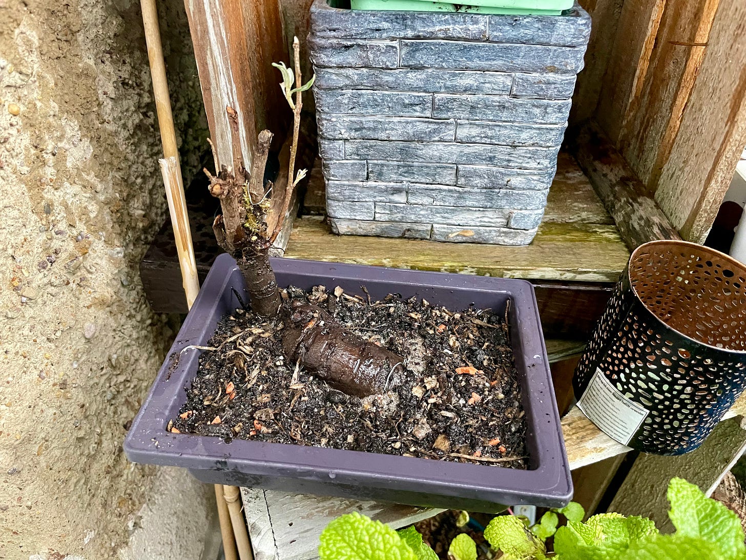 The repotted Sea Buckthorn