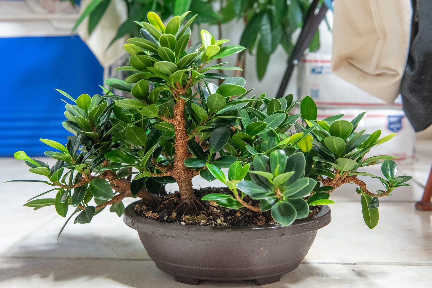 ID: Ficus microcarpa forest planting, bushy with new growth