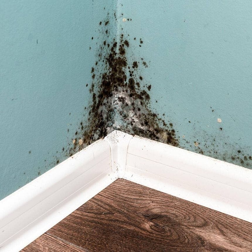 Black mold on the bottom corner of a wall