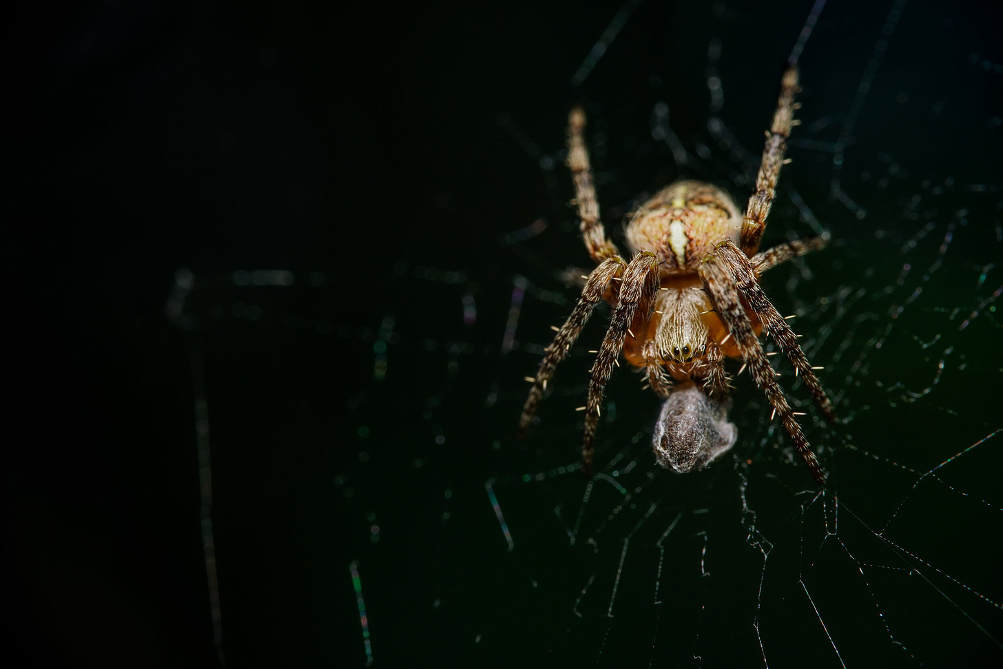 A Female Cross Orb Weaver Spider, Araneus Diadematus, eating an unidentified insect. These are all over my house. Far uglier things may lurk in your subconscious.