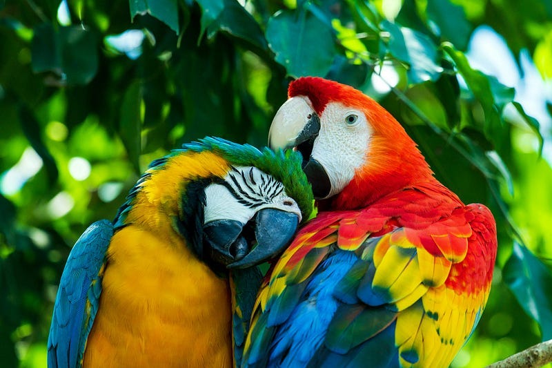 Two colourful parrots.
