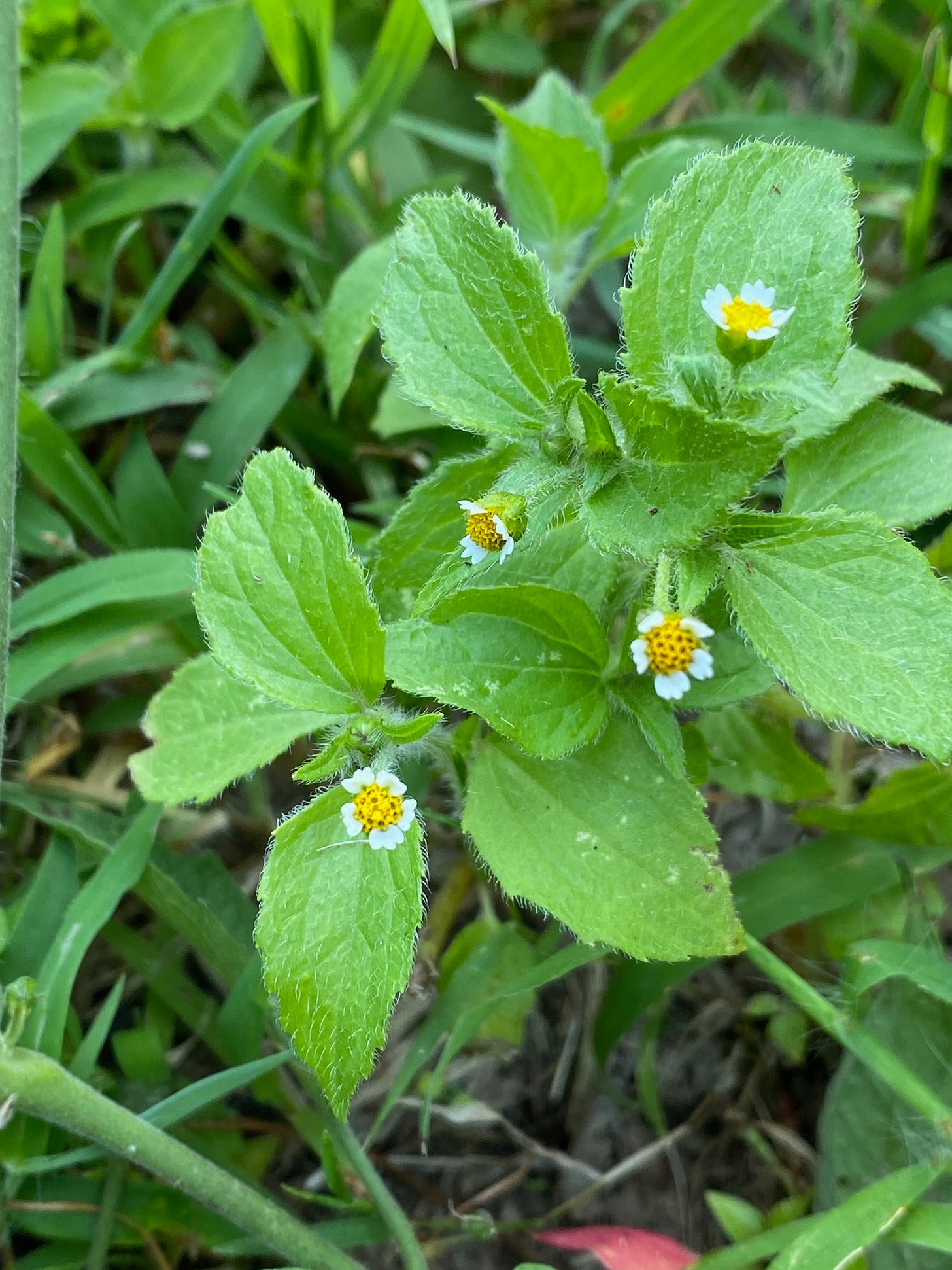 Quickweed,  Galinsoga quadriradiata