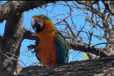 Parrot back home after fending off hawks for two days in Texas tree