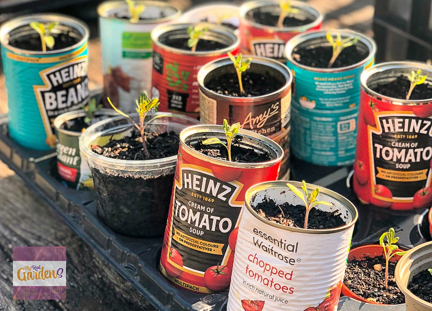 Tomato seedlings being grown in recycled tin cans including Heinz baked beans