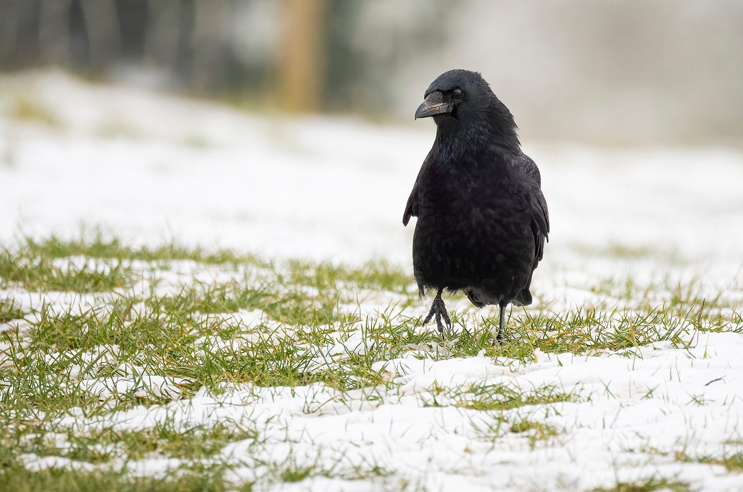 Photo of a carrion crow walking on snow covered grass