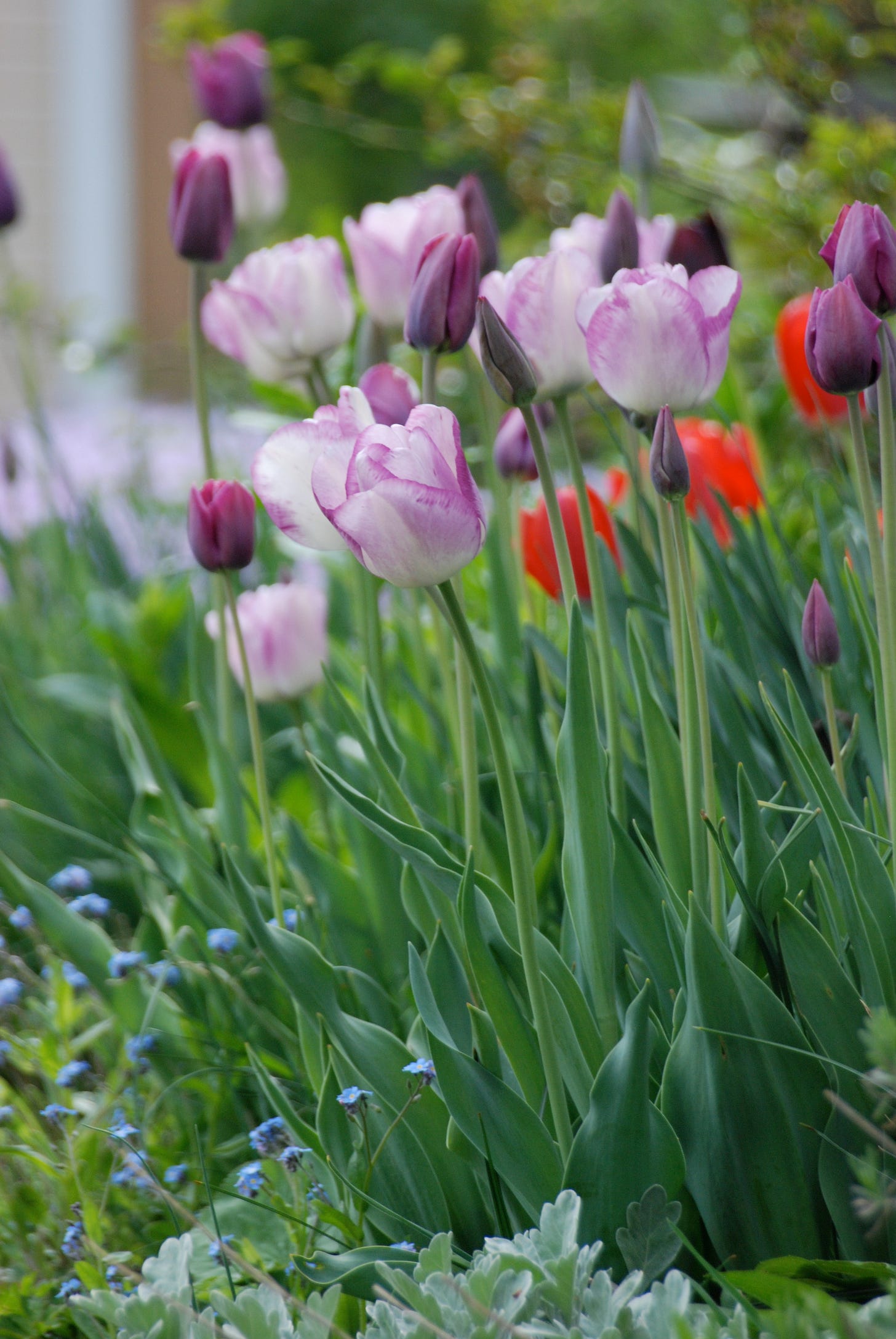 Tulips ‘Shirley’, ‘Cum Laude’, and ‘Red Impression’ with a skirt of border plants and a haze of purple-blooming Moss Phlox in the background.