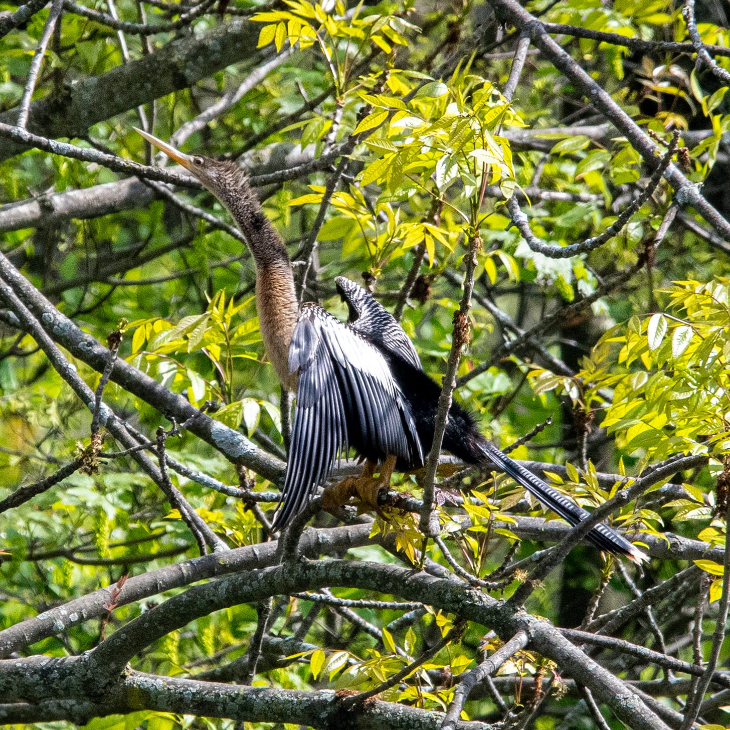 An anhinga has opened its wings to dry them
