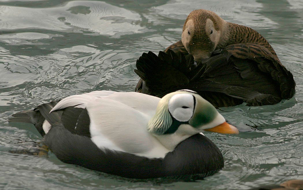 two spectacled eiders