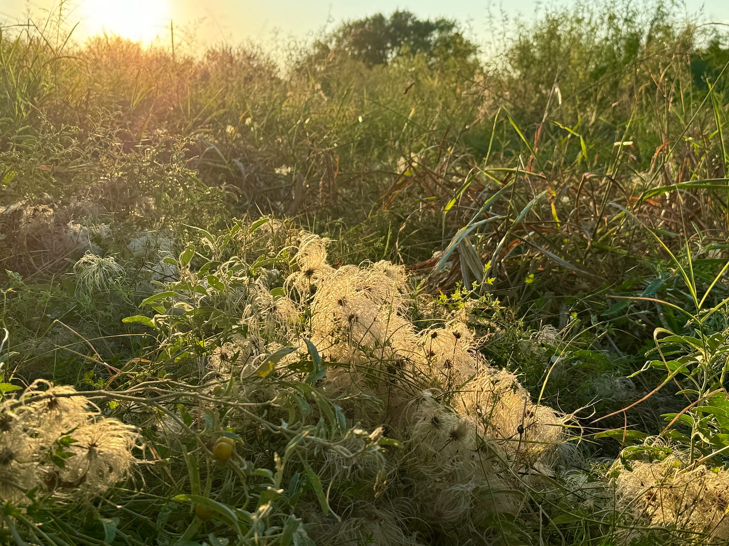 Old man's beard growing in an empty lot