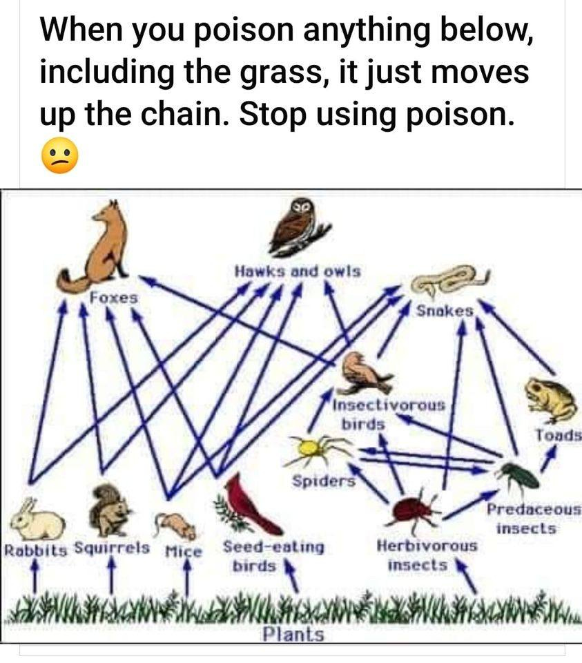 May be an image of tick, grass and text that says "When you poison anything below, including the grass, it just moves up the chain. Stop using poison. Foxes Hawks and owls Snakes Insecti nsectivorous birds Toads Spiders Rabbits Squirrels Miçe Seed-eating Seed- birds Predaceous insects Herbivorous insects Plants"