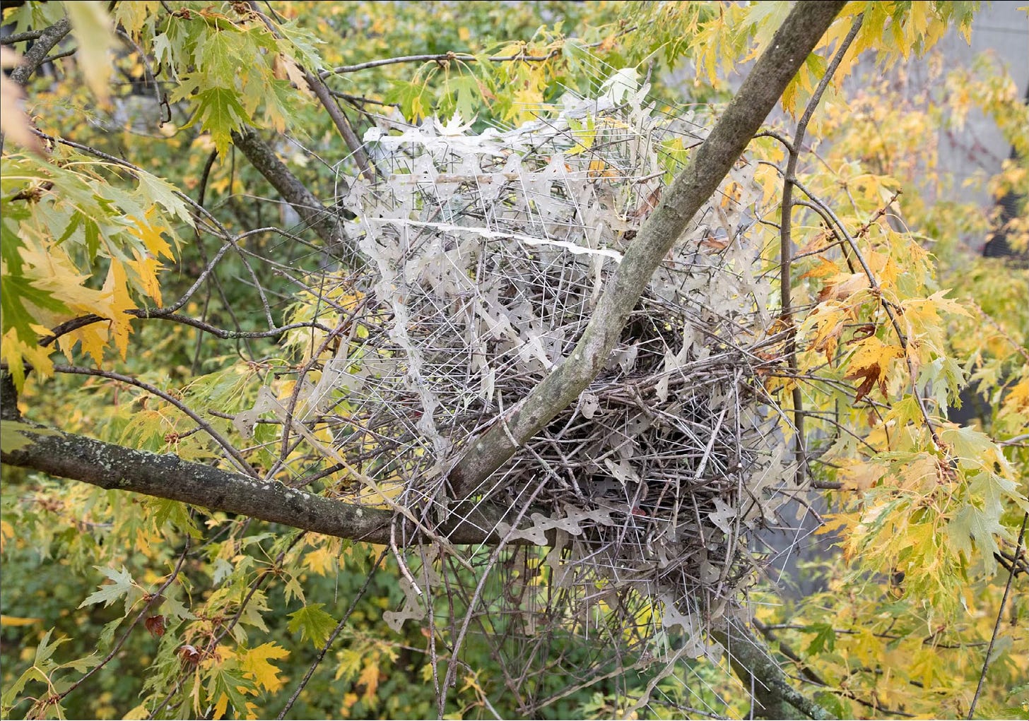 Magpie nest made of metal bird spikes