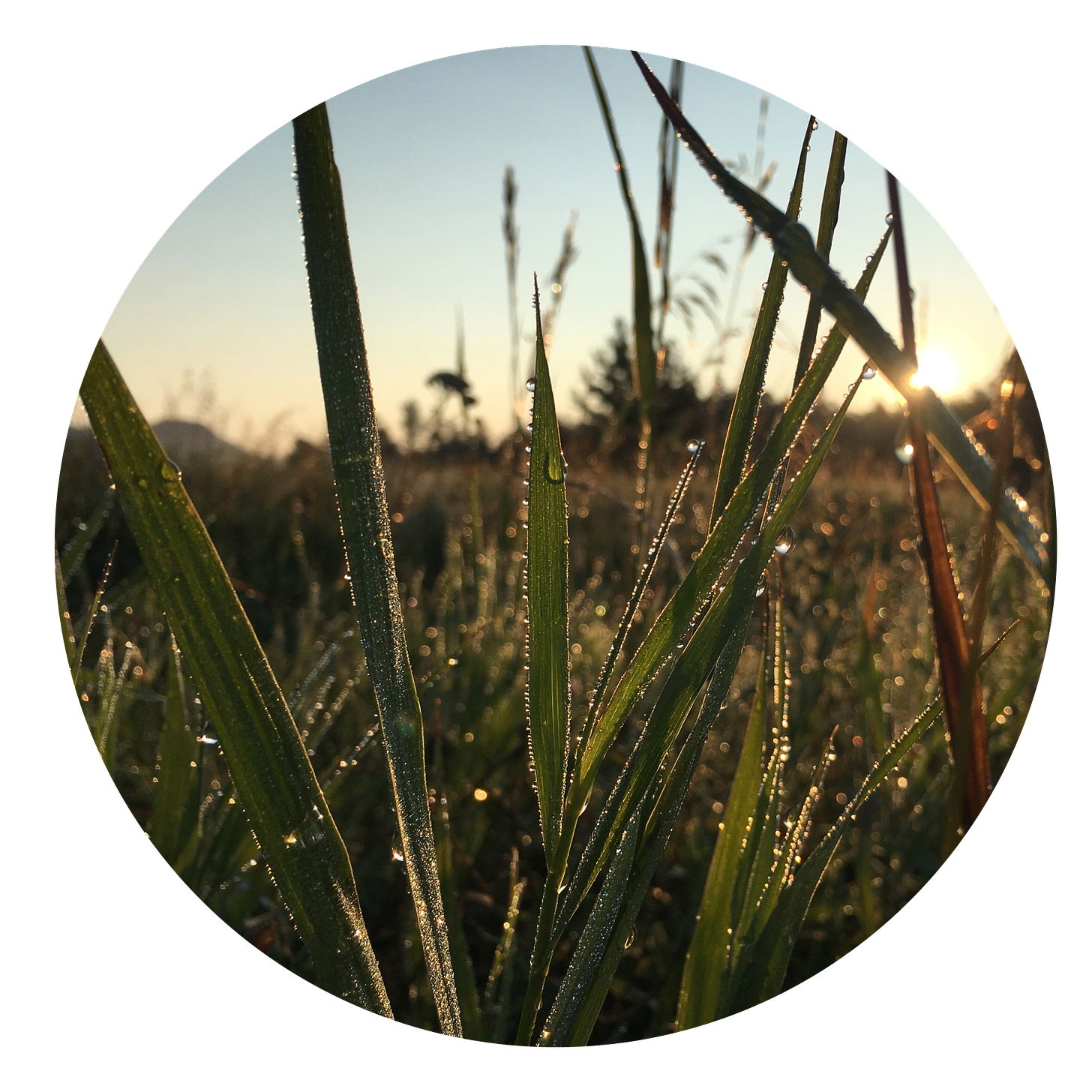 Twinkling dewdrops on blades of grass at sunrise.