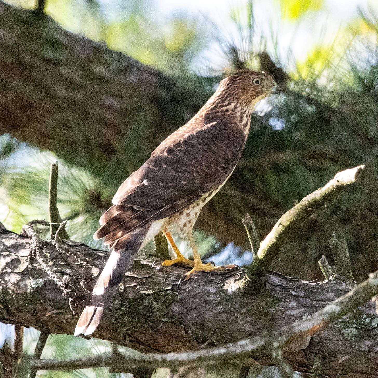 A juvenile Cooper's hawk with a lean and hungry look