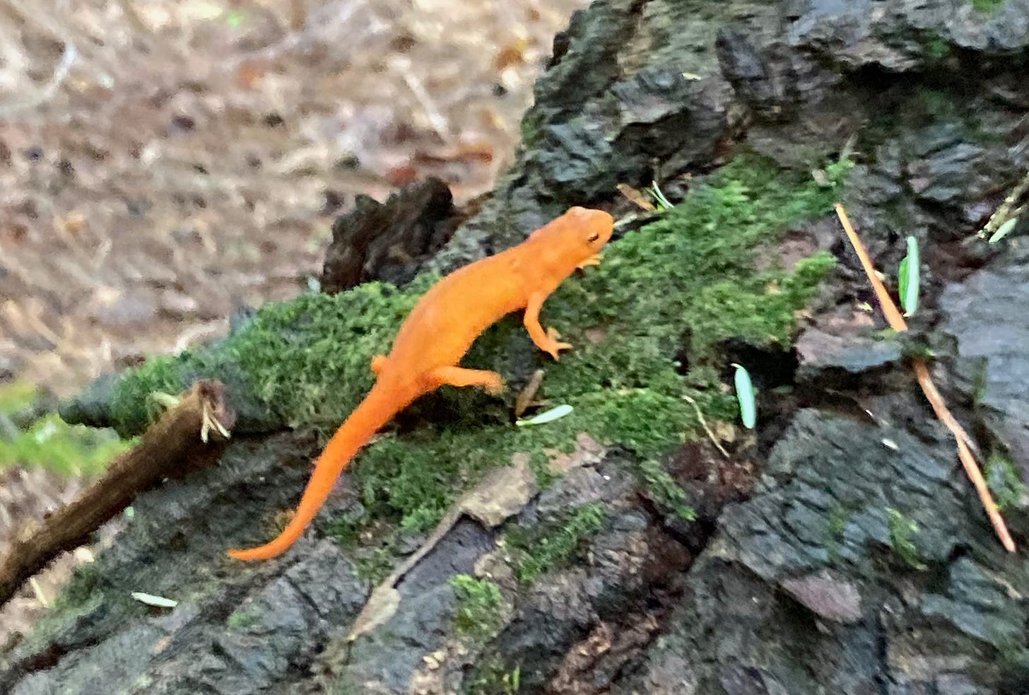 An Eastern (Red-Spotted) Newt, a small orange salamander on a tree with moss on it