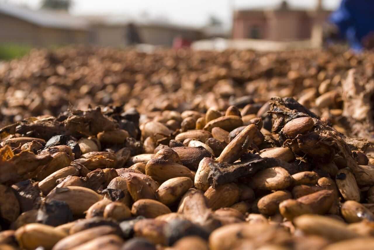 Cocoa by Public Domain via Pixabay