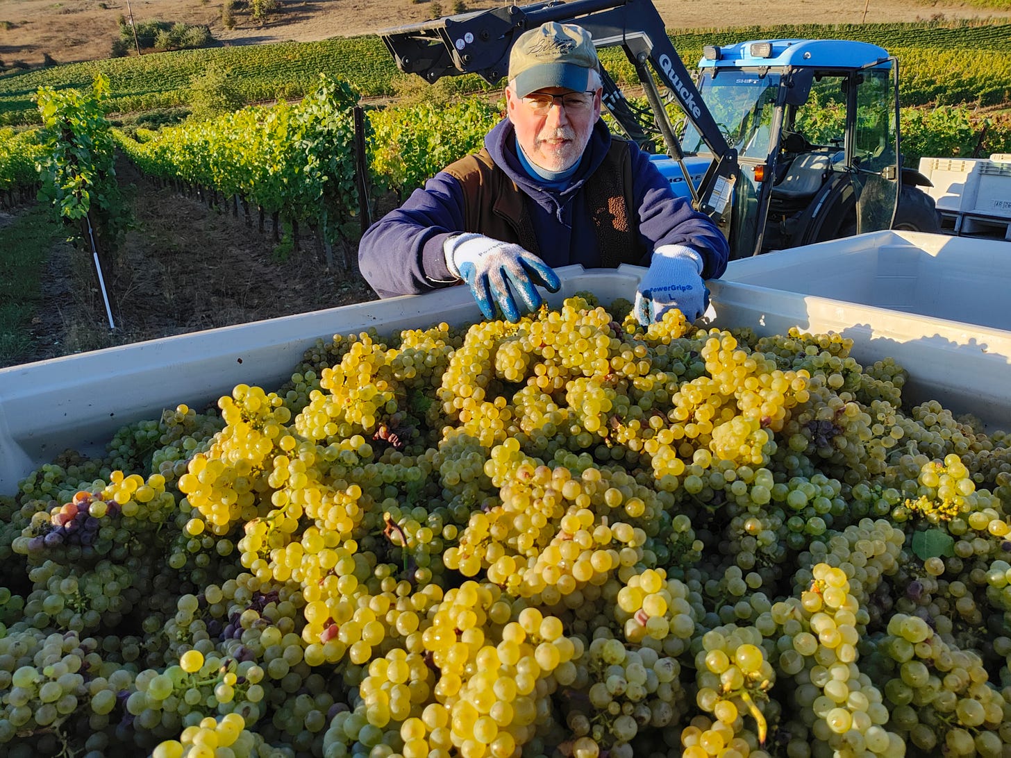 Cluster Plucking Chardonnay at first light. Glorious!