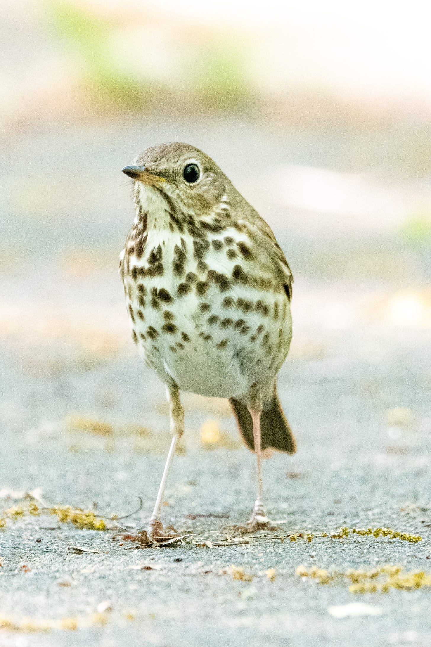 A fragile-looking bird with a light brown back, a spotted breast, and delicate pink legs walks on pavement toward the camera