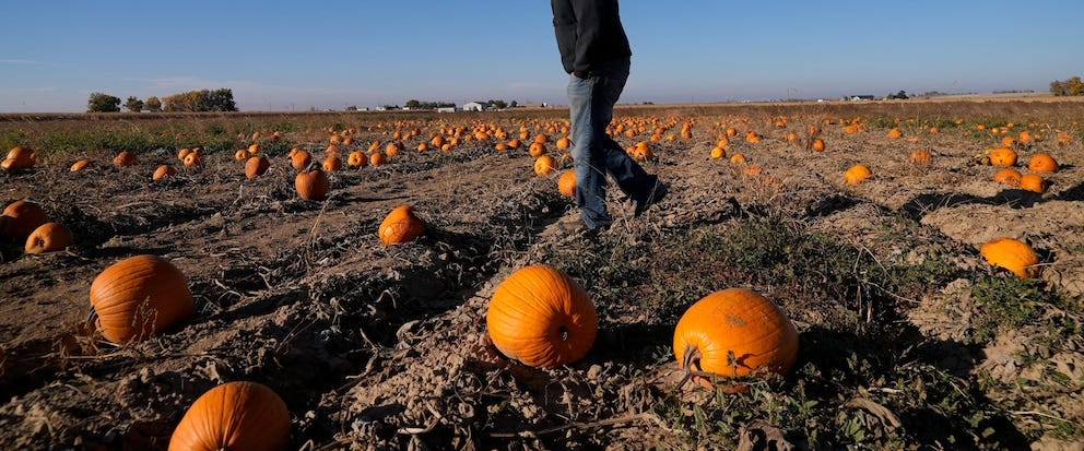 Alan Mazzotti walks through one of his pumpkin fields Oct. 26, 2023, in Hudson, Colo. For some pumpkin growers in states like Texas, New Mexico and Colorado, this year's pumpkin crop was a reminder of the water challenges hitting agriculture across the Southwest and West as human-caused climate change exacerbates drought and heat extremes. (AP Photo/Brittany Peterson)