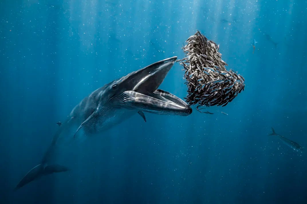 An open-mouthed whale about to eat a group of fish swimming in the background.