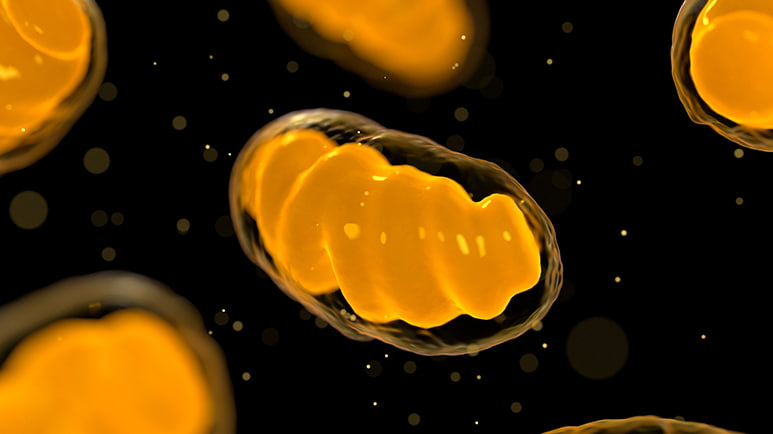 mitochondrial dysfunction
