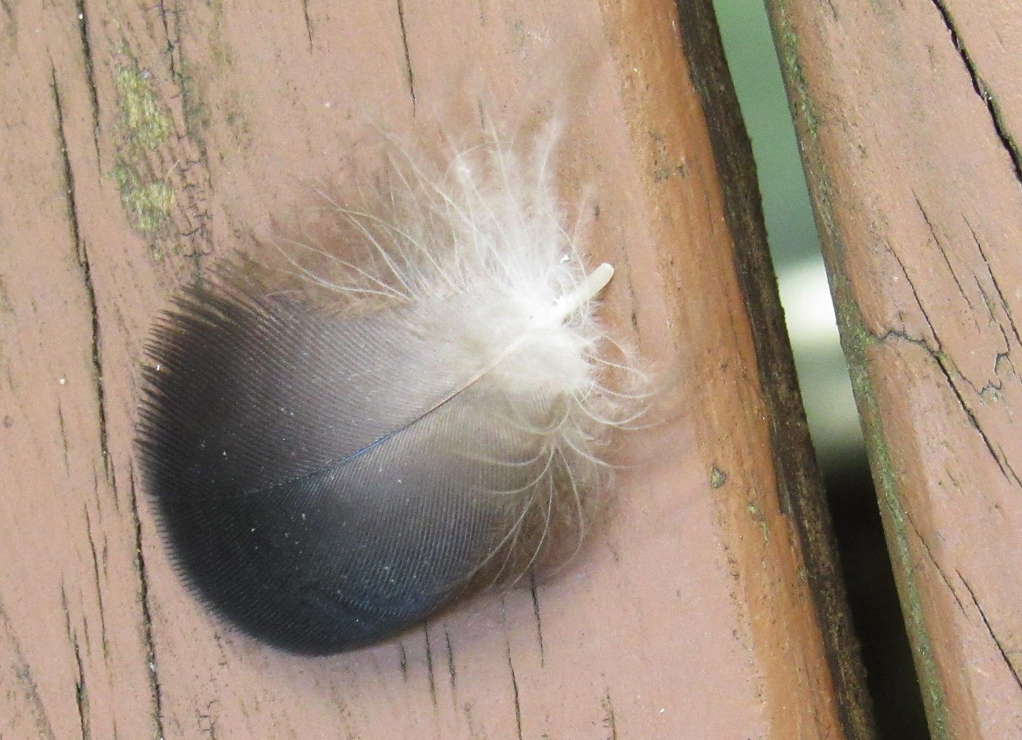 small black, white, and taupe downy feather of a black vulture