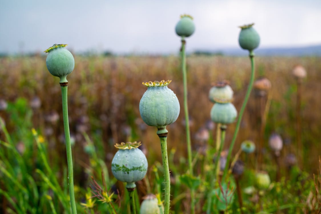 Free Elevated view of green opium poppies in a field, capturing natural beauty and organic detail. Stock Photo