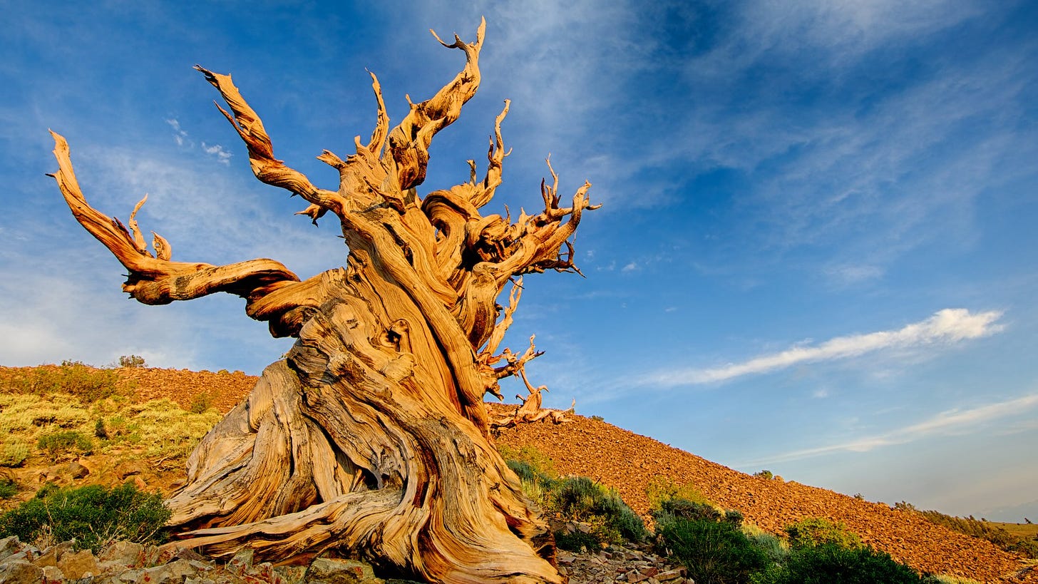 Methuselah tree - Can You Find the Oldest Tree on Earth ...
