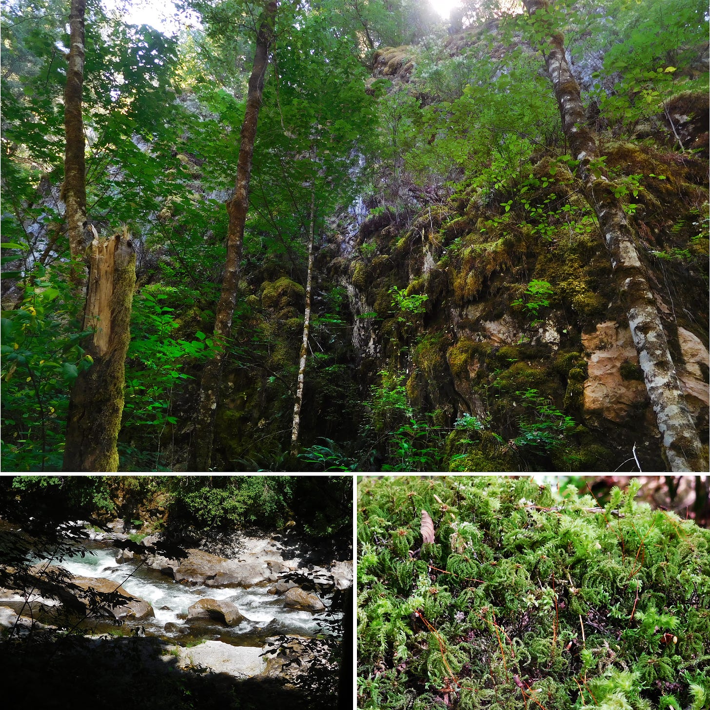 Montage of trees in in front of high bluff, whitewater glimpsed between leaves; close-up of branching moss.